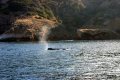 Grey Whale Spray